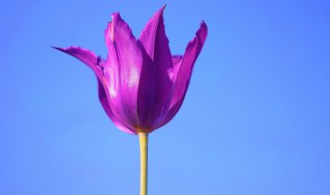 blue and purple background