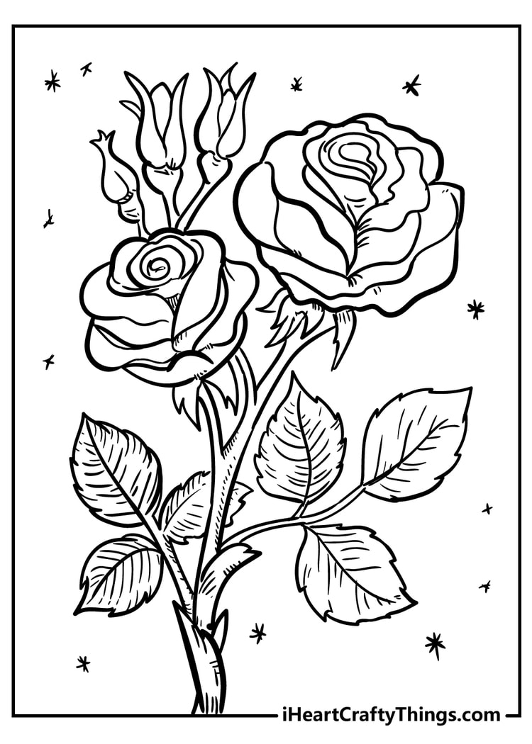 Blooming rose flower coloring page for kids and adults