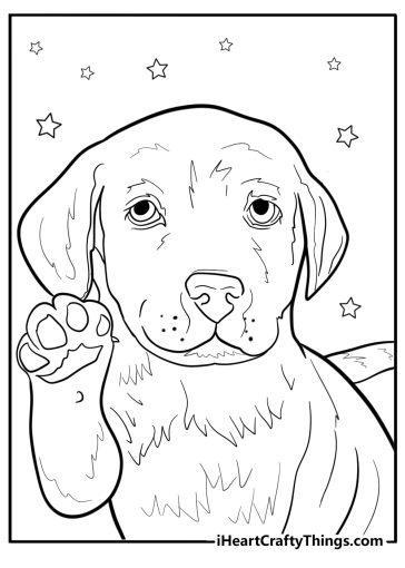 Golden retriever coloring pages