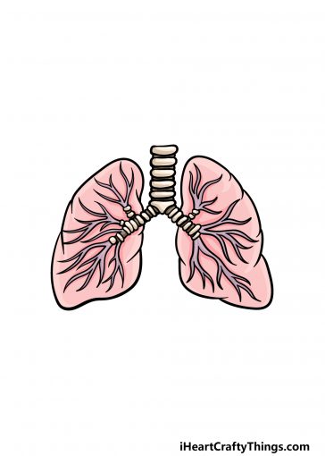 how to draw lungs image