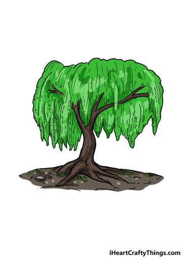 How to Draw A Willow Tree image